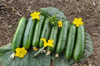 Cucumber Oliver F1